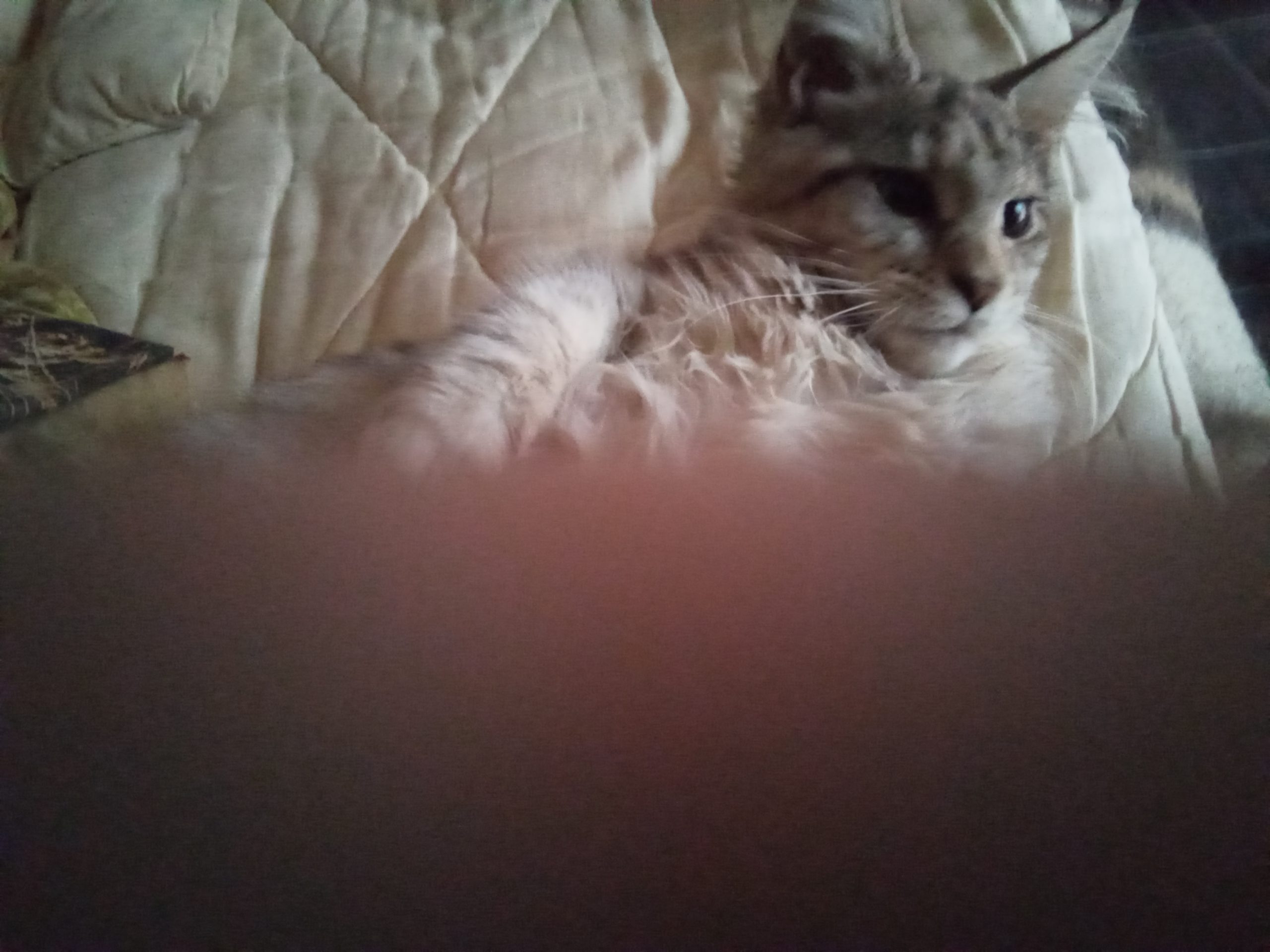 IMG_20250918_070105_888