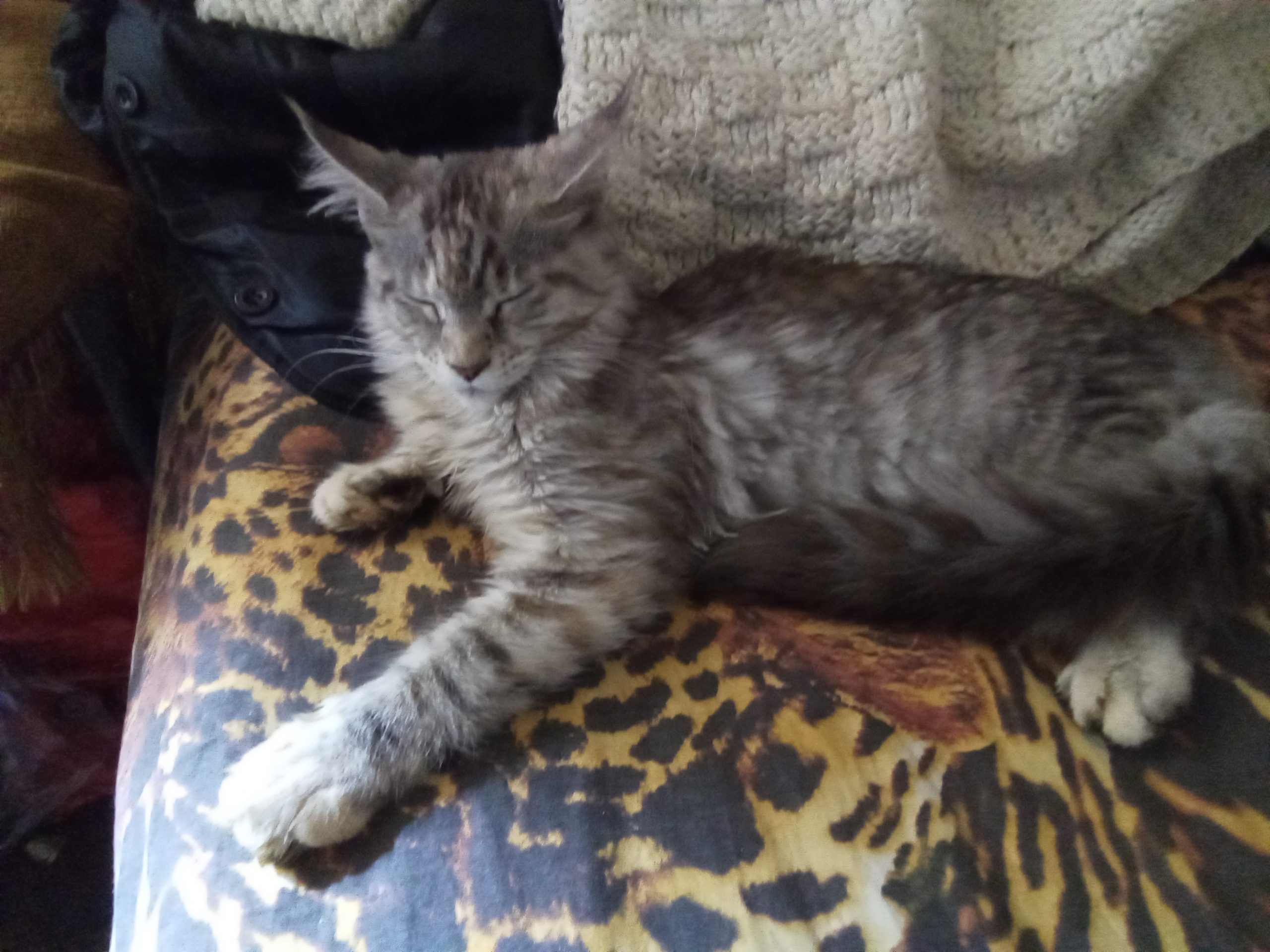 IMG_20250920_065920_668