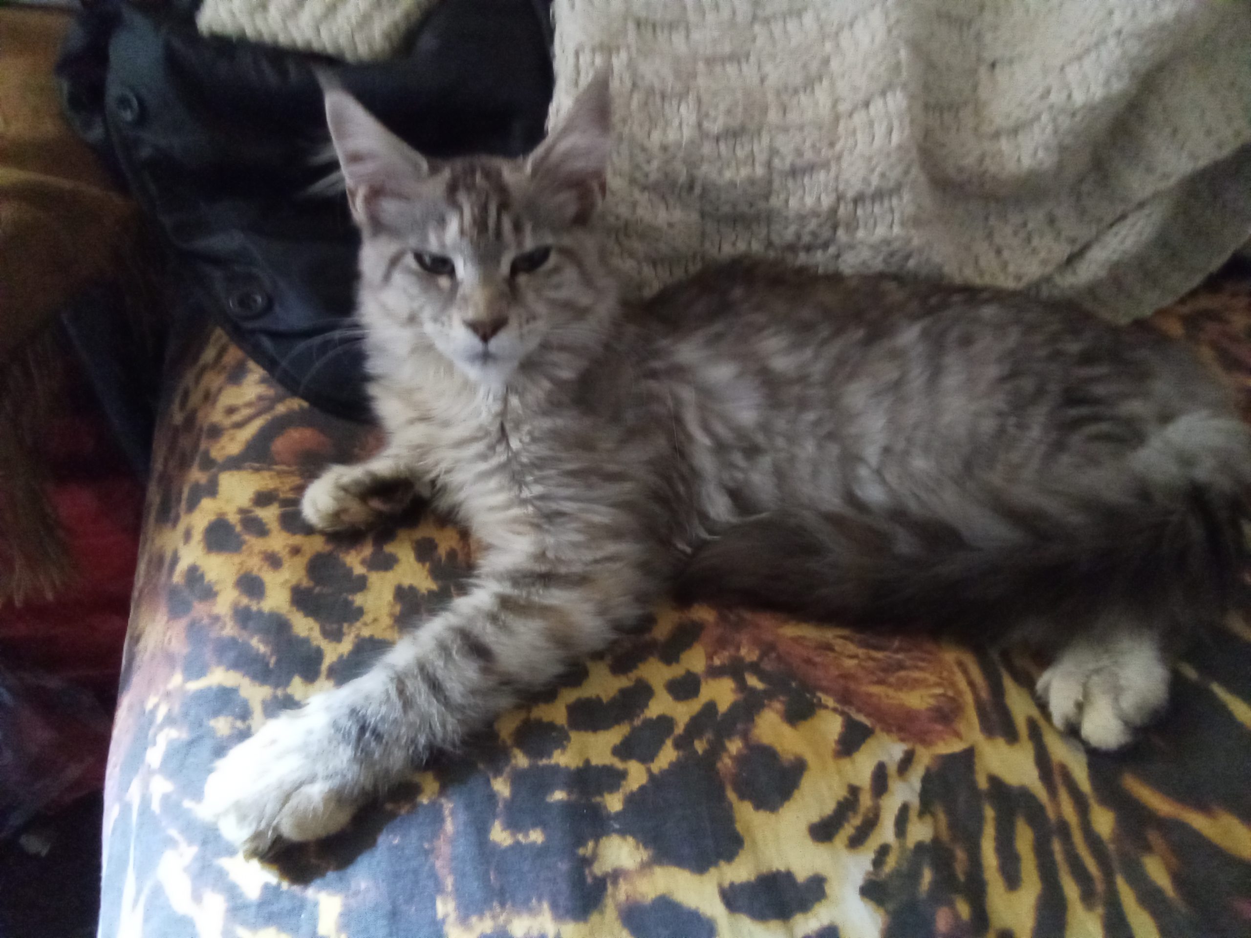 IMG_20250920_065925_314