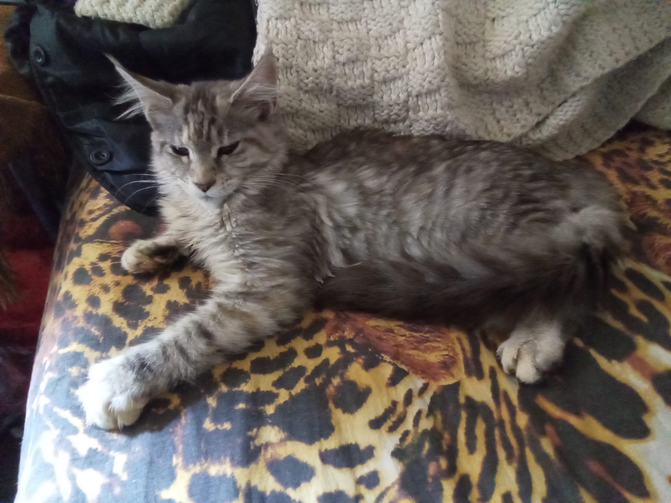 IMG_20250920_065932_821