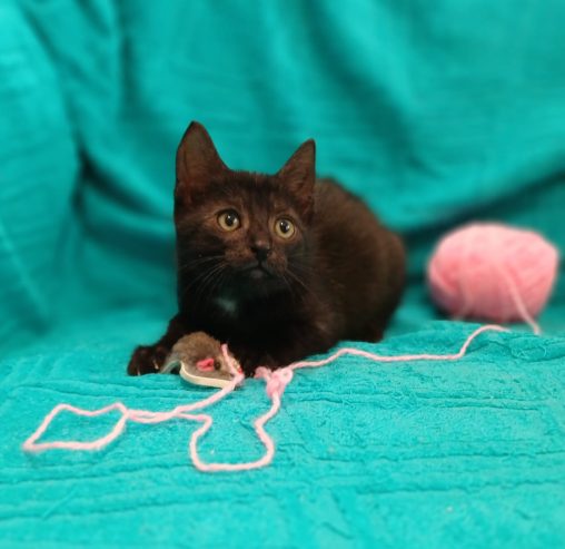 -котята-4
