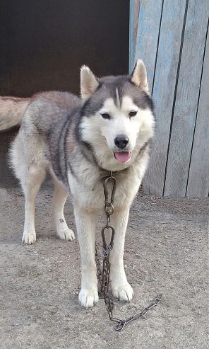 2-Лорд