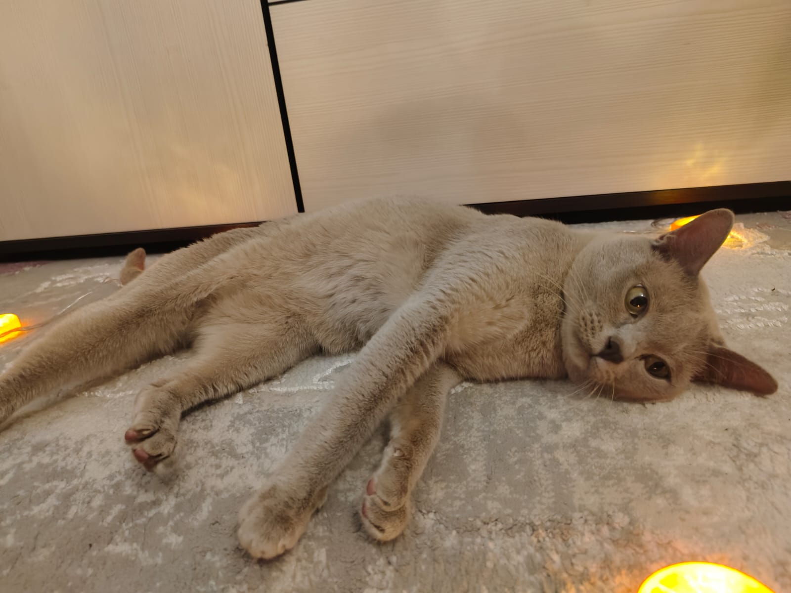 40a4dd36-cfbe-45e2-ac5c-e305dce9f716