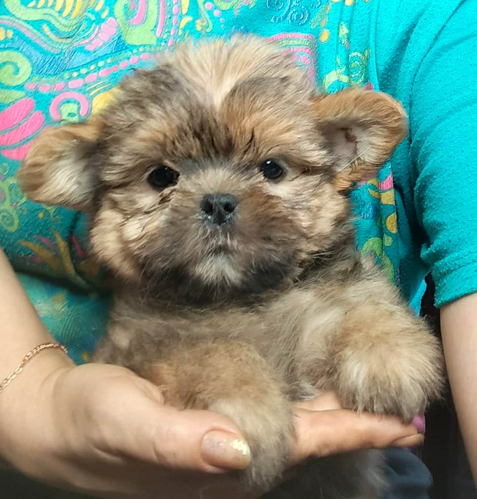 IMG-20251008-WA0042-1