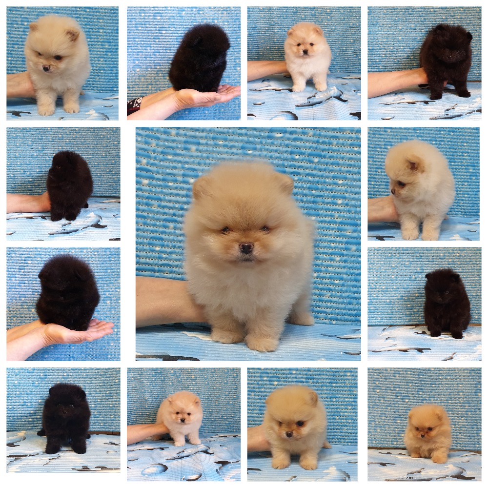 MyCollages-2