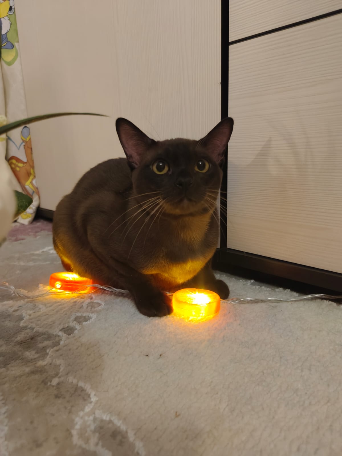 cf822f94-24d2-487f-a418-39c6a0b6e529