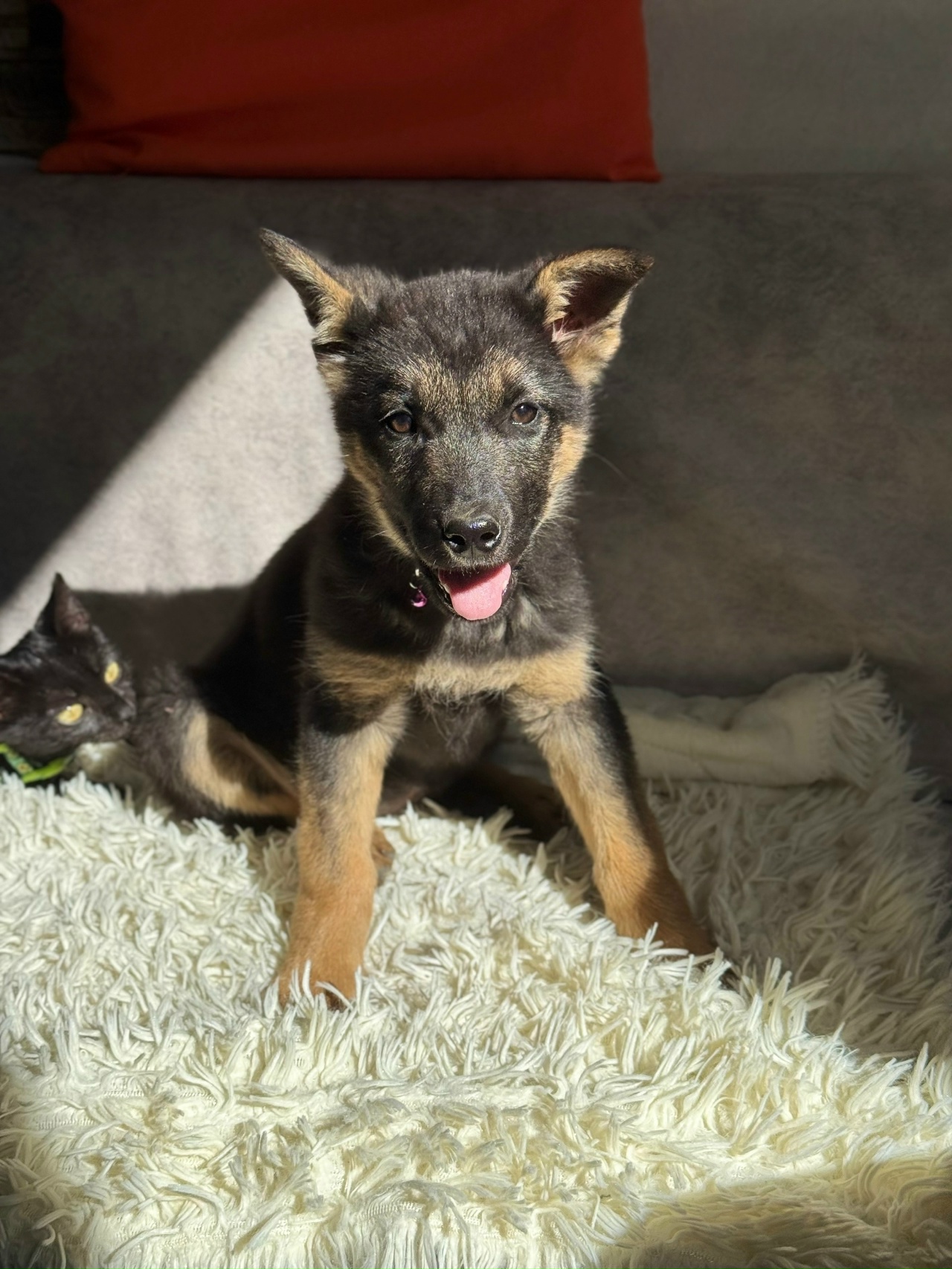 -Чип-и-Буся-10