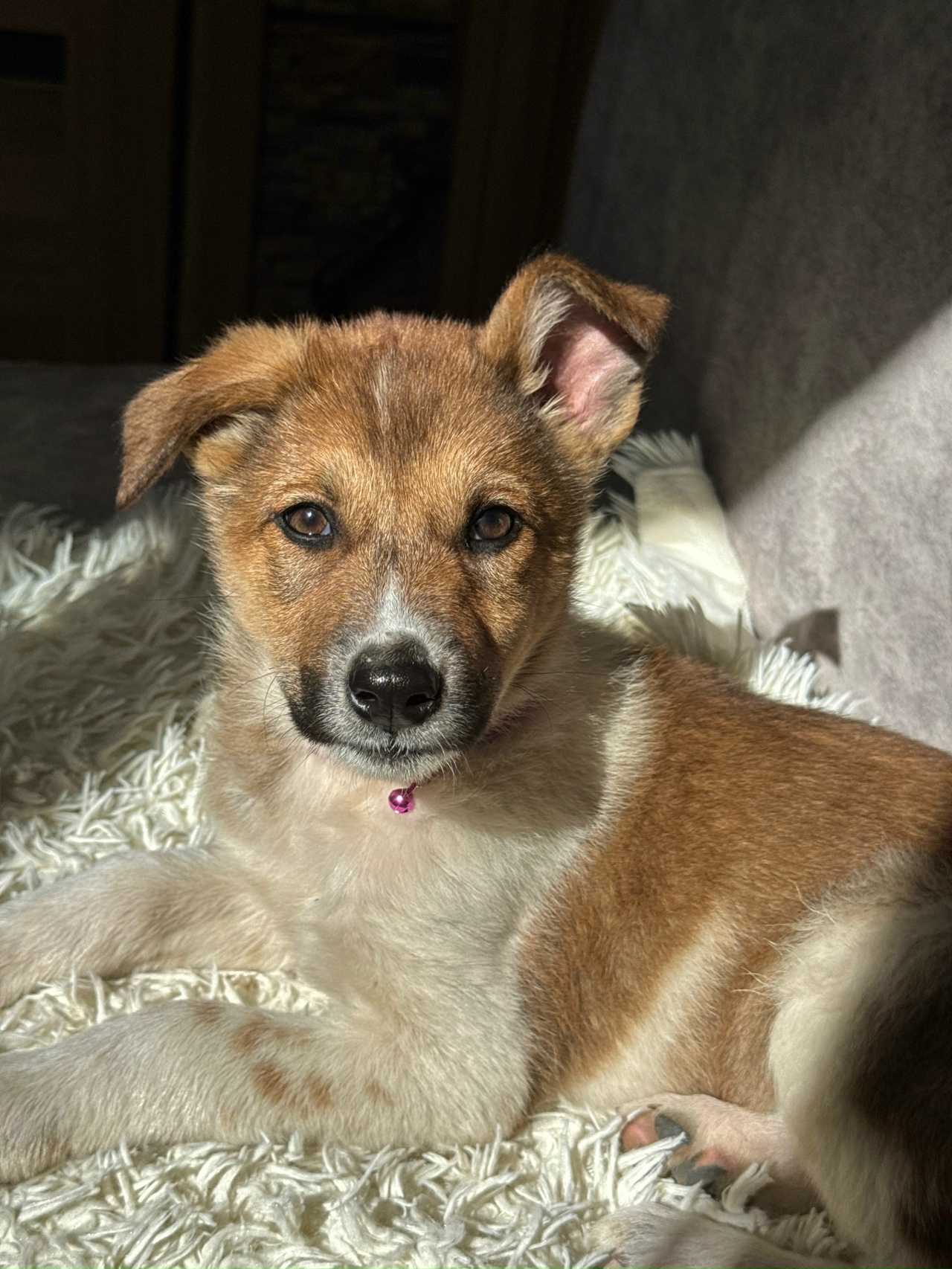 -Чип-и-Буся-3