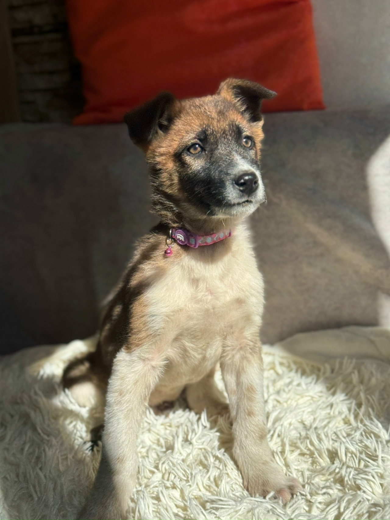 -Чип-и-Буся-7