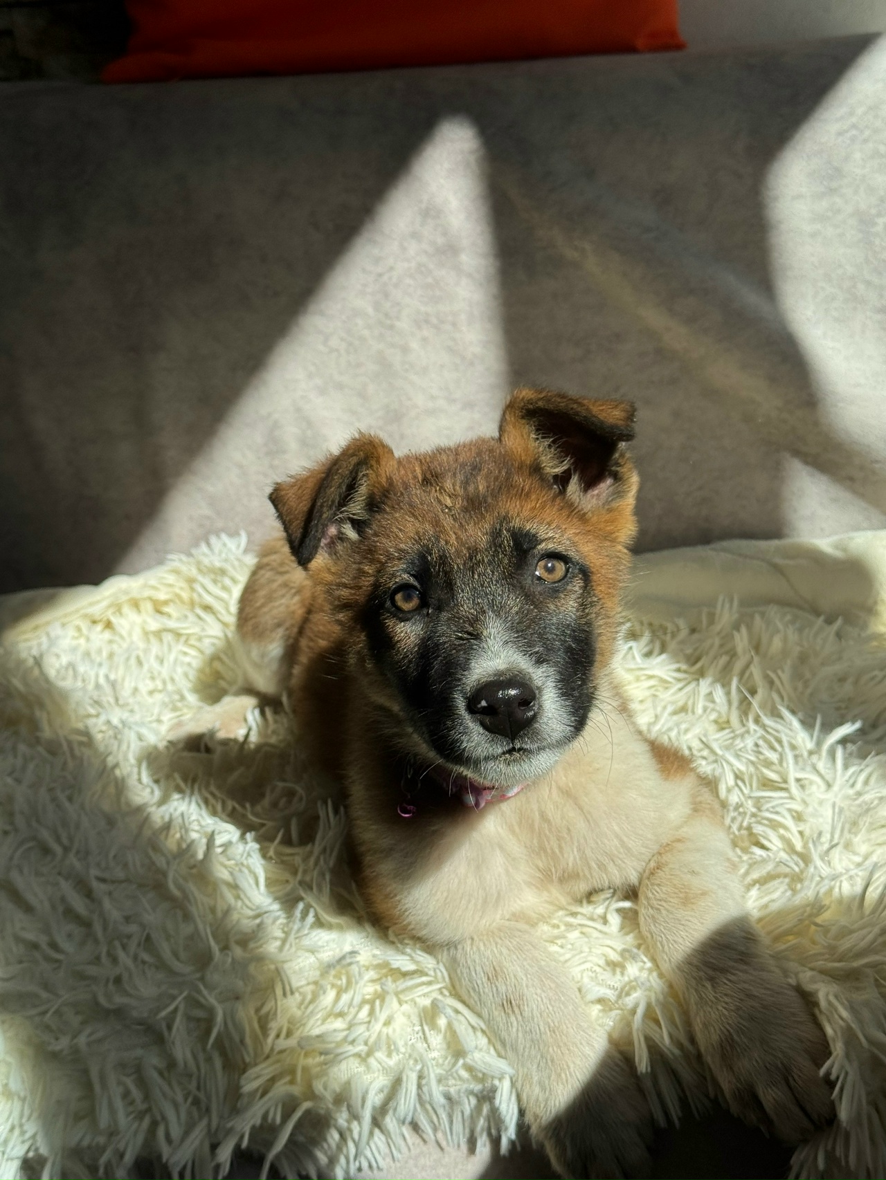 -Чип-и-Буся-8