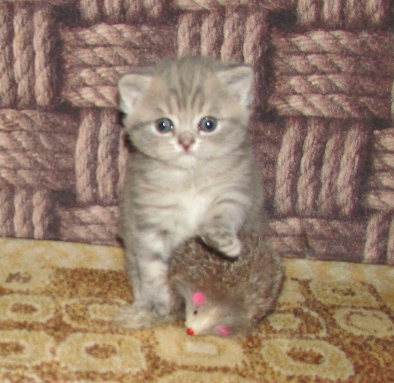 BkHrEDfs-P8P946ahBTqAMKvdjs-wWQM407wRD5p3phe_zGYnDsFjPqXhVPNqamUc-wD16bUak8rXnltYyTdKfYo-1