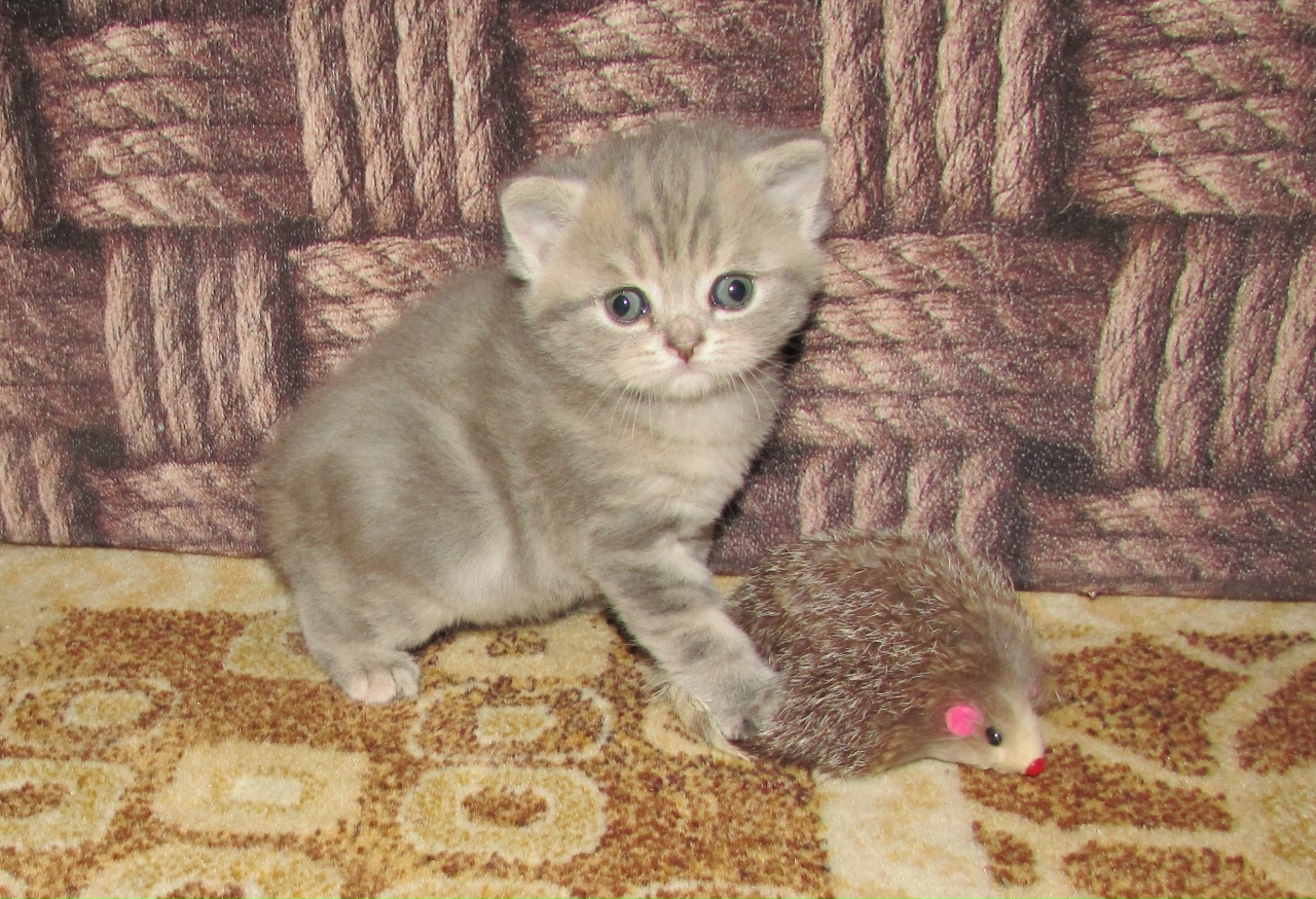 CQnmTAJ_9_aI-7CPLXPUE5Yl7kjOqqIY4XsEQ6mhhscwmMColJe8fsj6oO1gR1mIOcUtiA6gS2TF6jp53Jrp1wzv