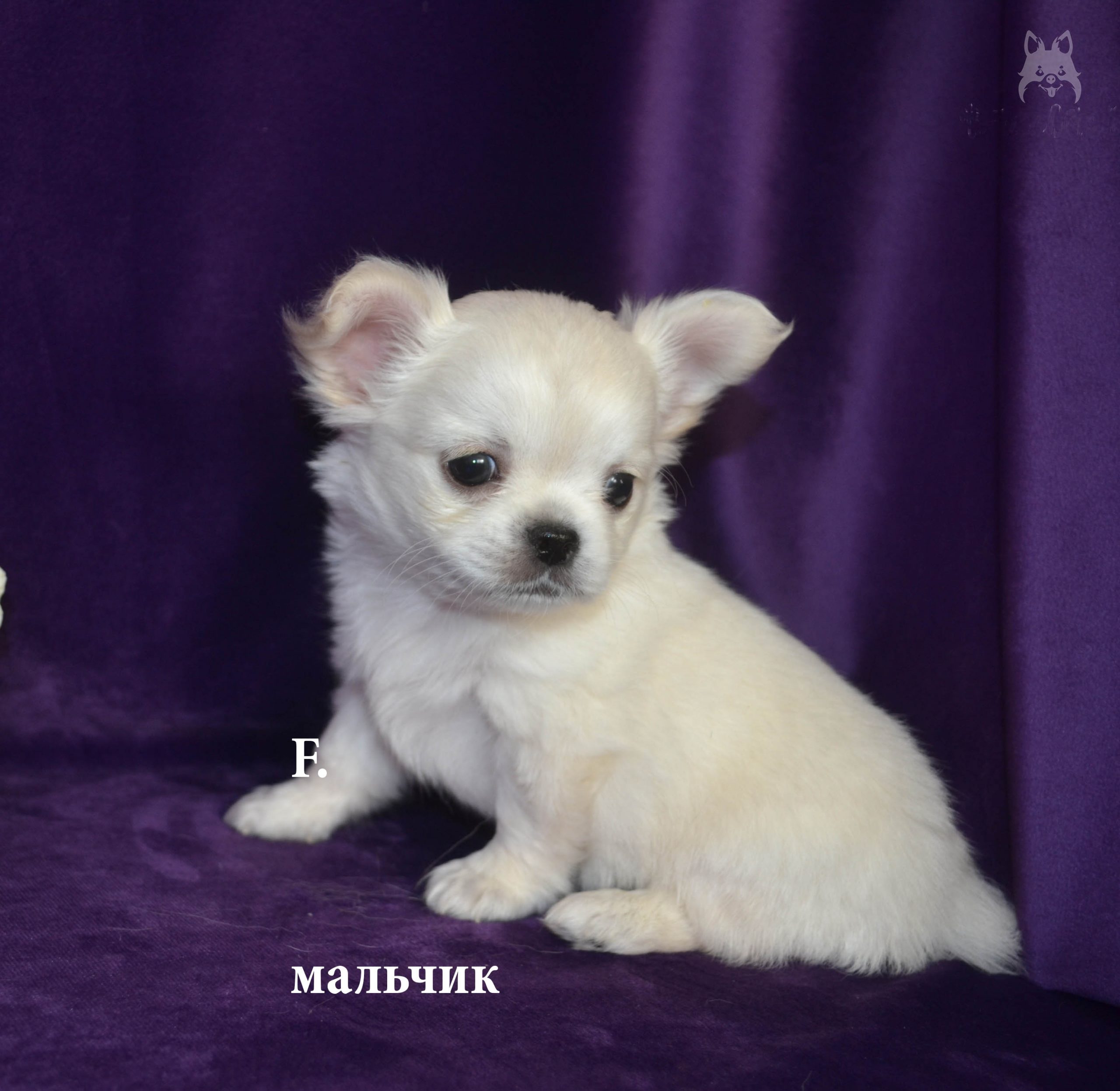 DSC_0512.JPGkop.psd9_