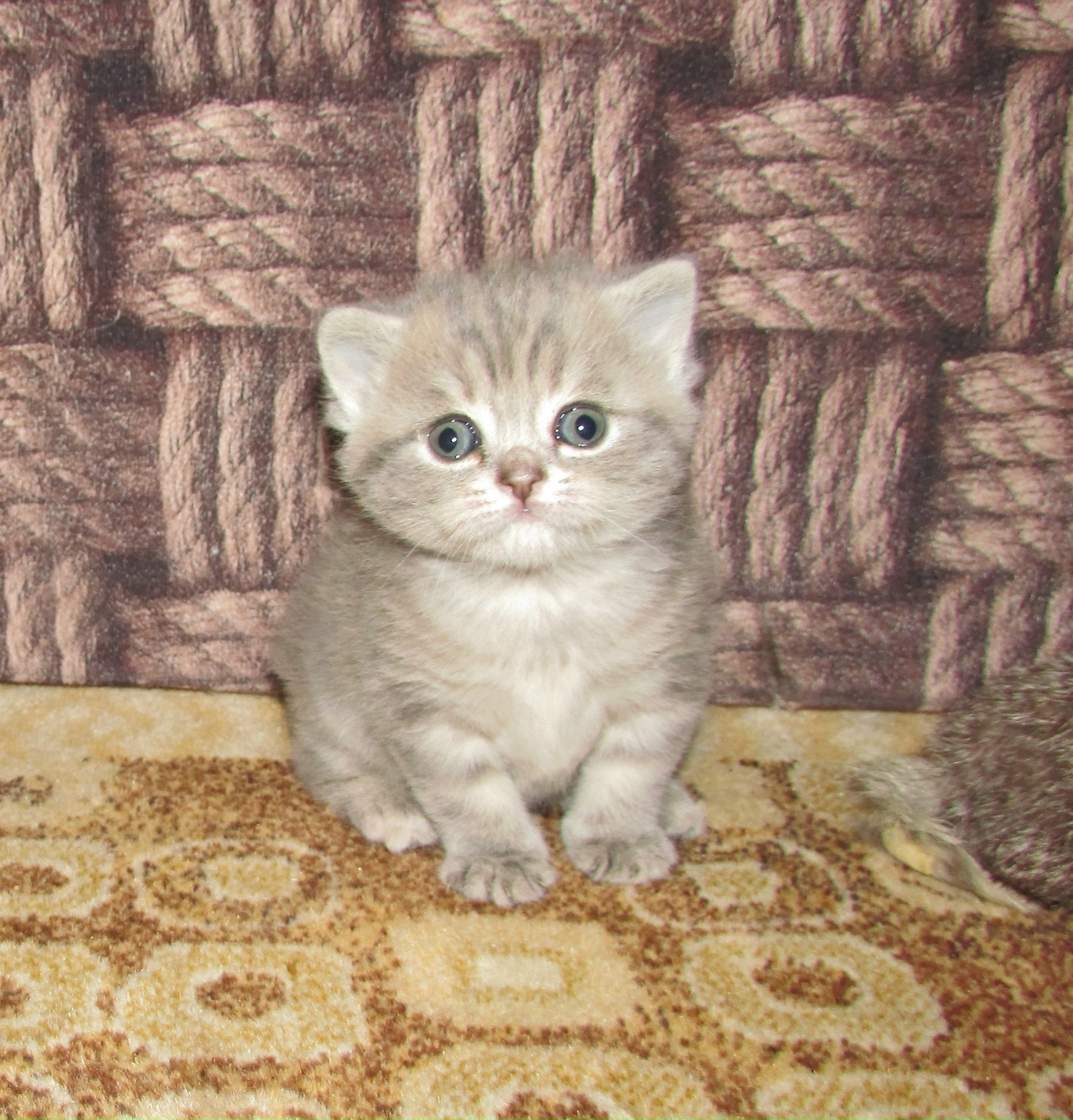 Li1iFAcL8o-hYP1jJ3VJWkK4FjOrav16w35NdWGgTS1r_zAtghUNSx2TNtPhAKBezf6vZxf19j38GQABysO0ONiD-1