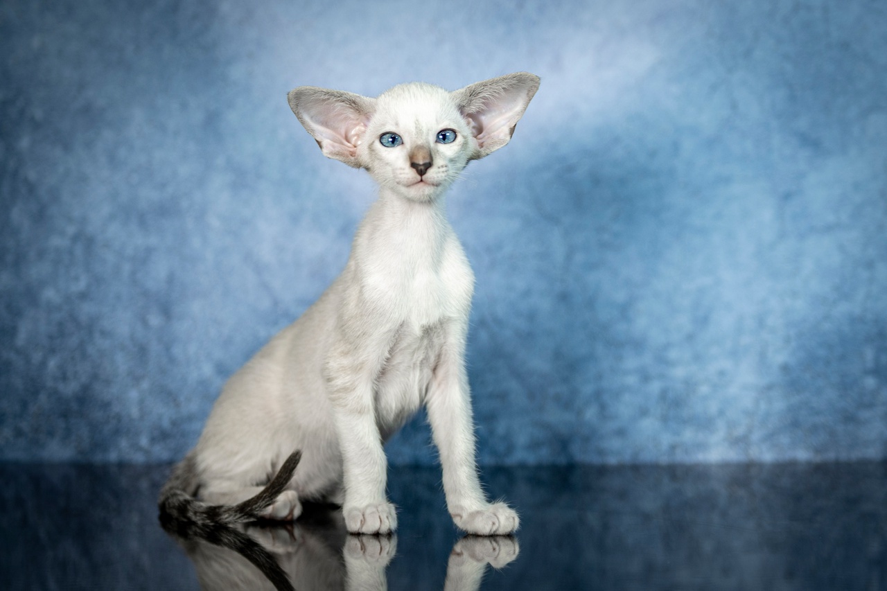 VmXqXXn7g84wm7Q_-2CCShgze_gwbks26wi_S_IHMVSYfdsR87X8KKIDTZSQK5zYq23TbWkeqdYLVjnamP-spYhS