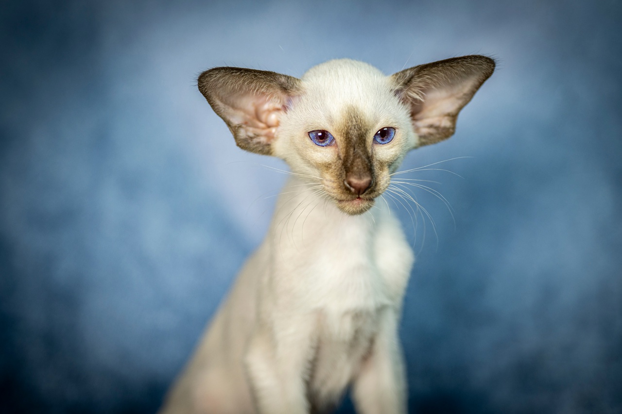 bZYVyZROD1xvezEeYJjPYKWDvaZ9_adZQ_8_c1ZFIdgBX9dAamxC7b7wP4lg6Ab257zshS2qK1k2yq1U2wwEheaG