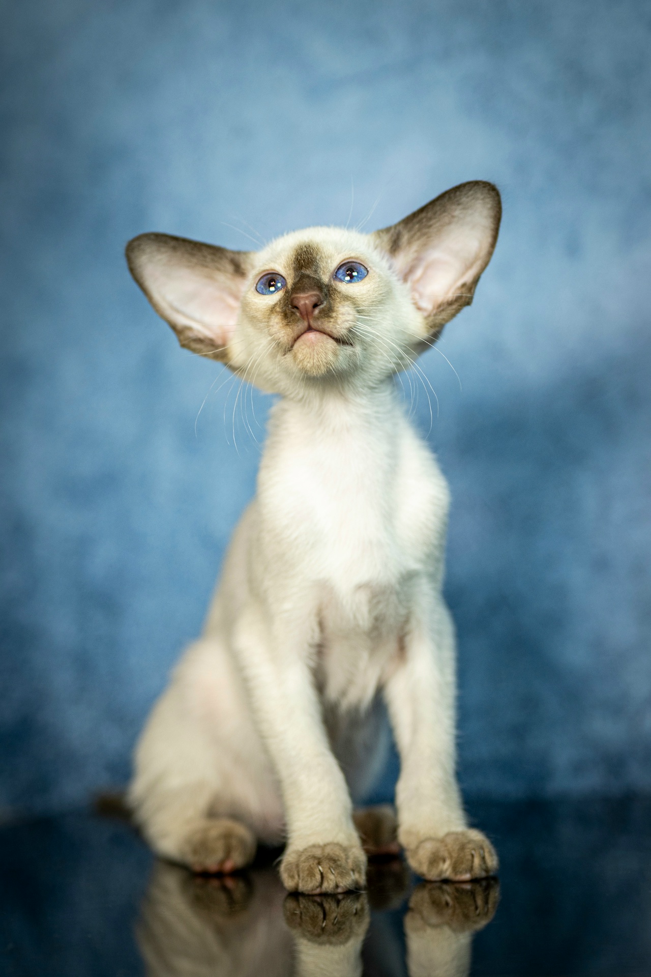 b_kv9vi4Jx1fp9fzC7n9pvDZubwrEzdhqtxwnj4pcOebej8MMQKRjEWCNPkoggevy7GMzlzbnR6vHiUUpYHi9grn-1