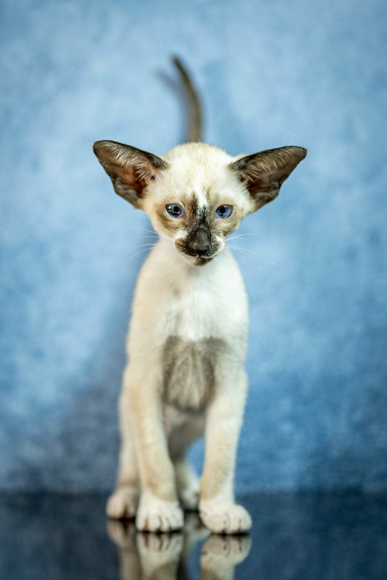 f7A7DjtlMkj0qxr1CeyVXobOlBaexmP-OI_Qyn_5-BguQWibPA2j0IyCTlQOmmnm3w4yQu6czUHmDwsRNW20pKi1