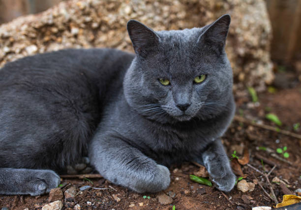 istockphoto-1470694424-612×612-1