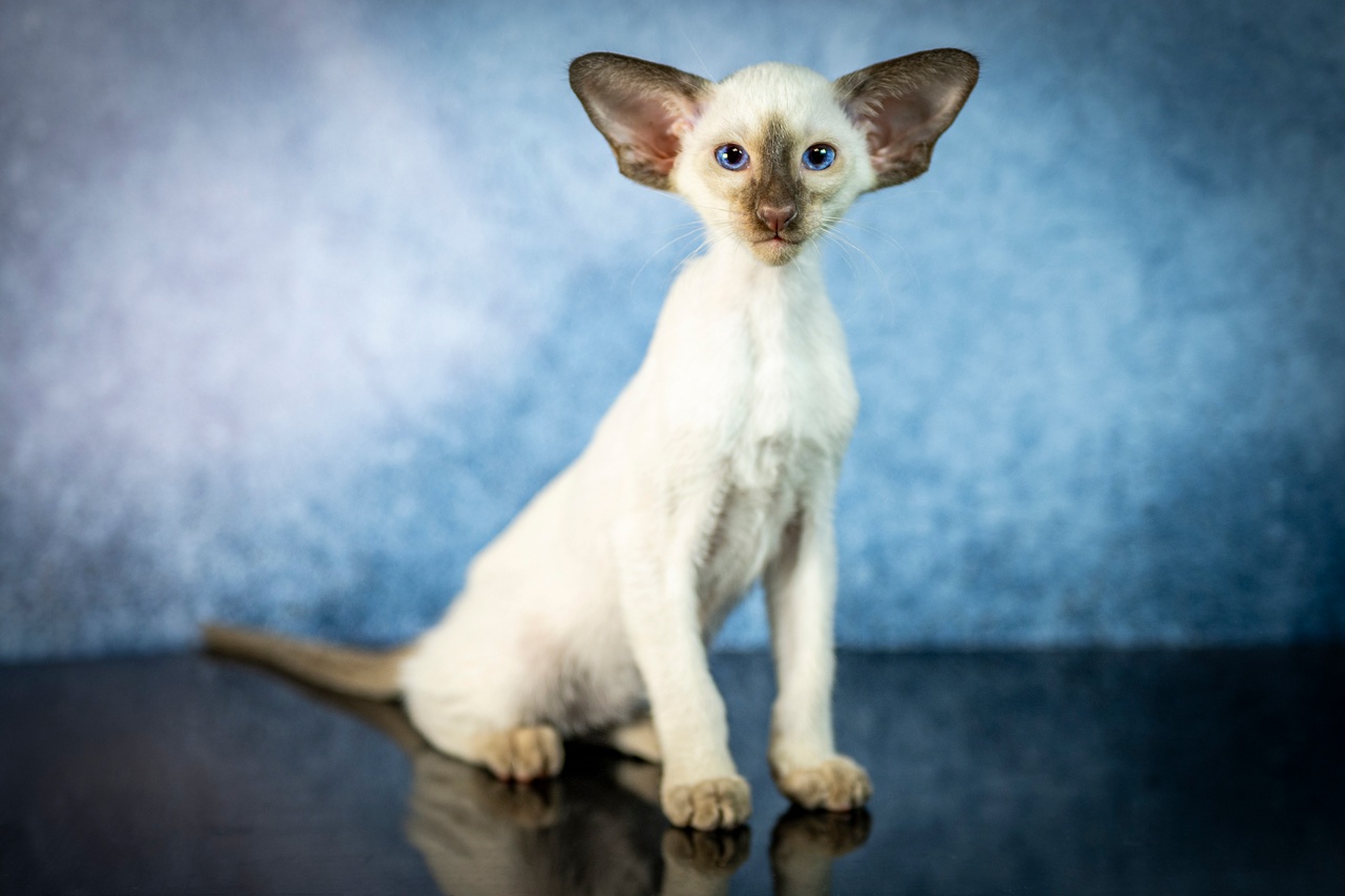 wIR3B0lBwMK3yVhCTxfv3pL0XwlRTLv6T7HAzsWmSpjnL3OtUp5C_0RELOniI5I2Tm1bRwfhFJxEqprKJslez_EQ