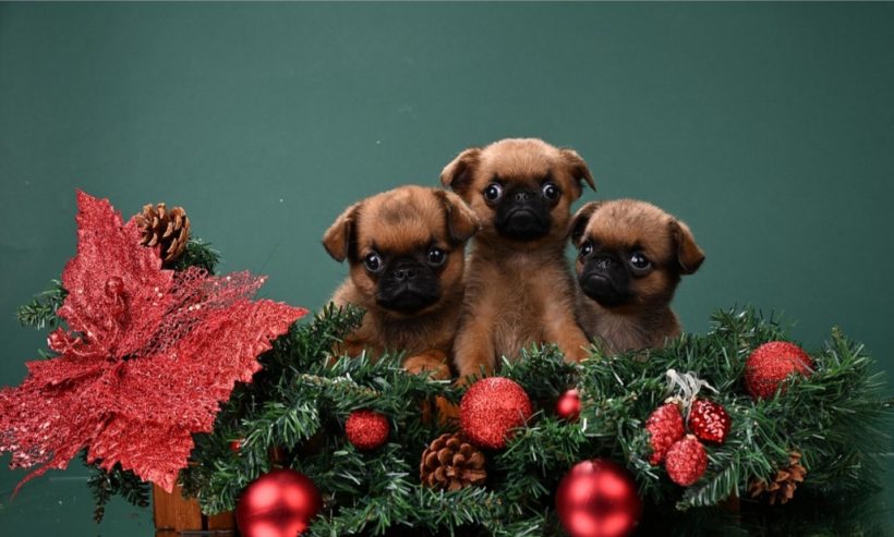 1766075000044.Screenshot_20251218-160012@-1752663917