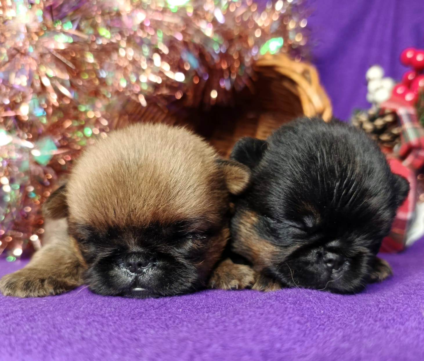 IMG-20251216-WA0051-1