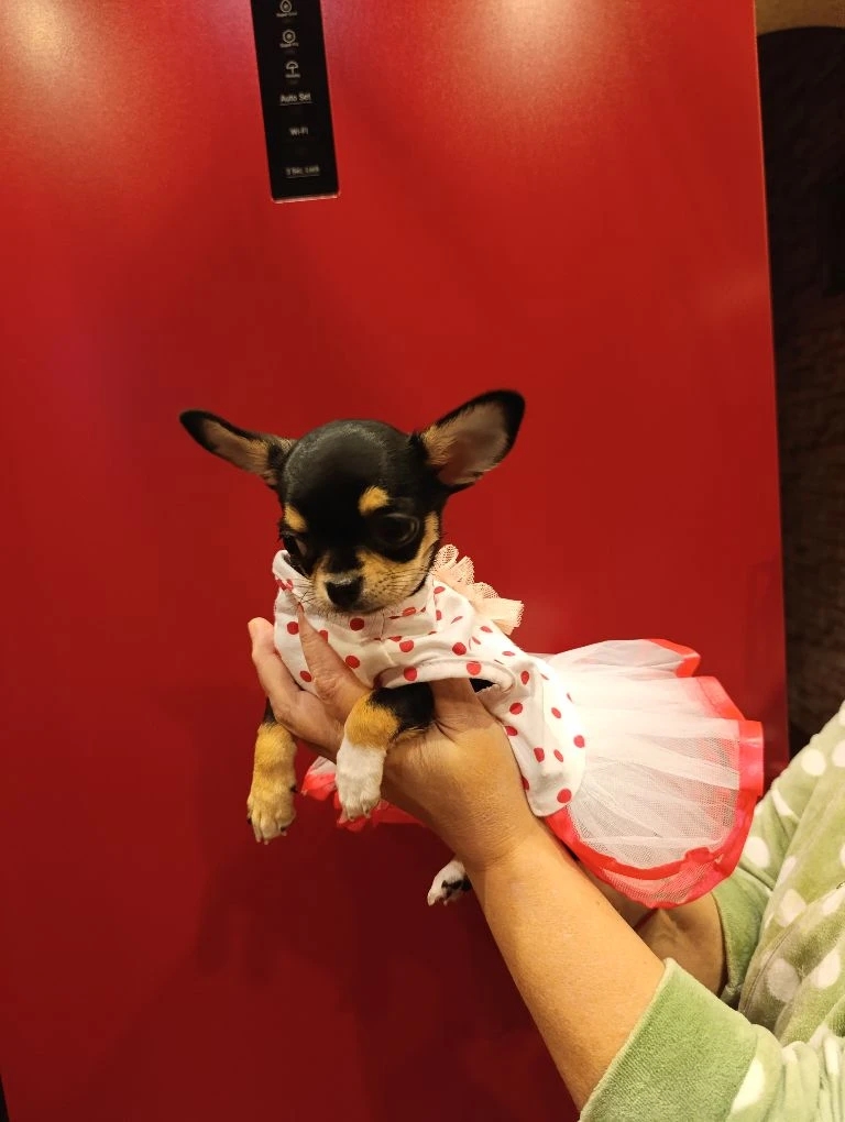 IMG_20251227_193350_909