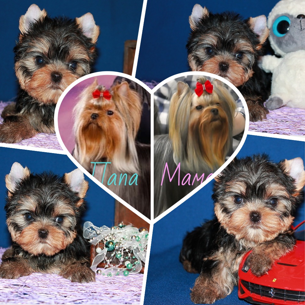 MyCollages-Маленького