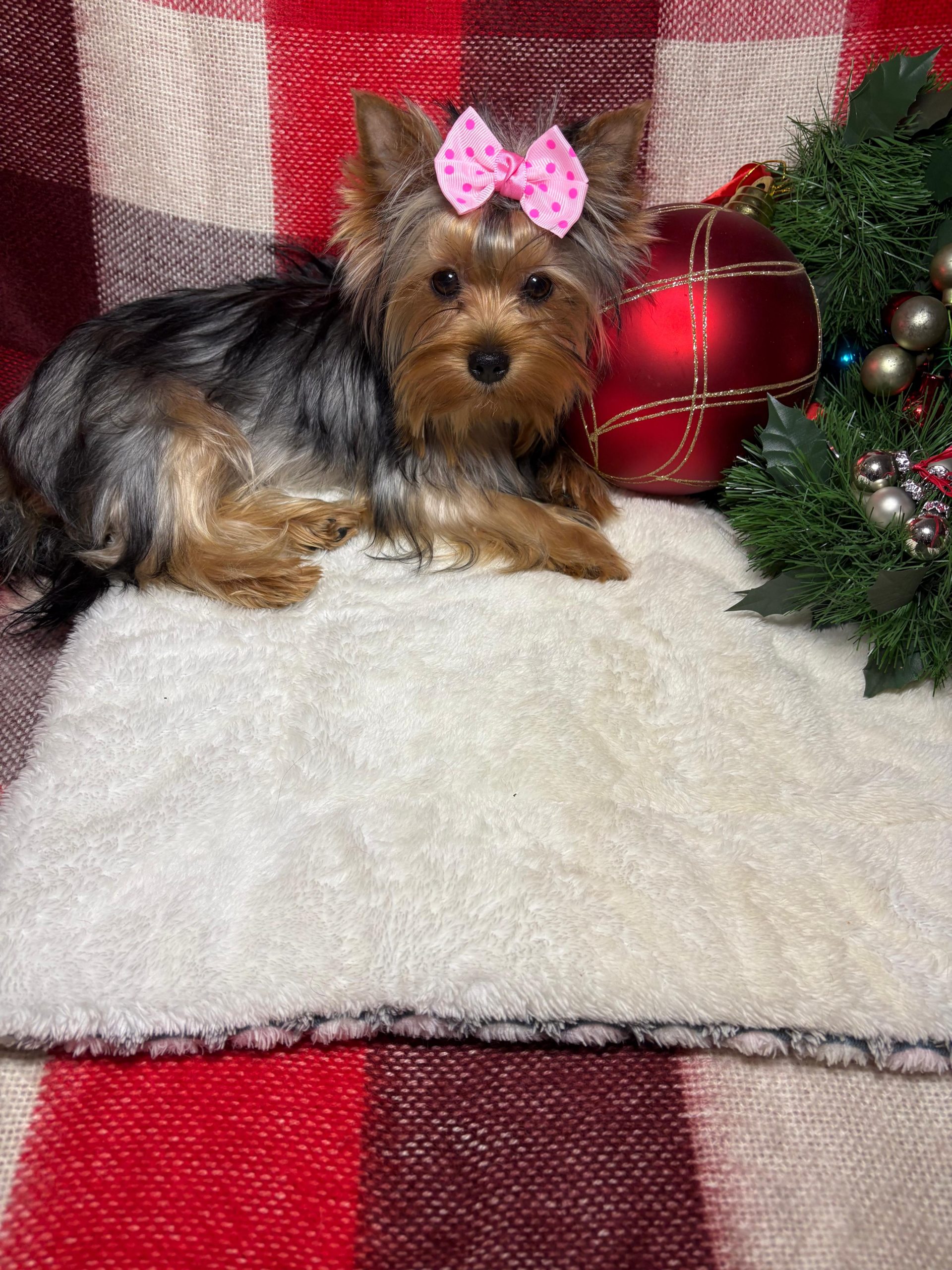 WhatsApp-Image-2025-12-19-at-16.11.30