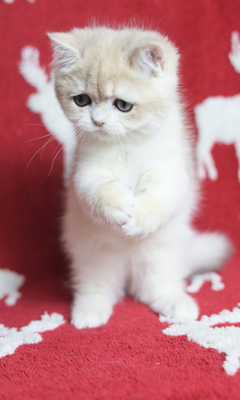 photo_2025-12-03_11-51-41-3