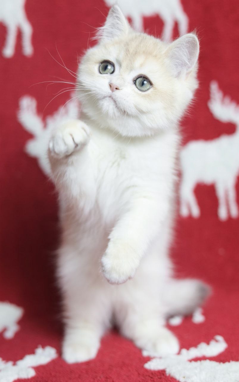 photo_2025-12-03_11-51-41-4-1