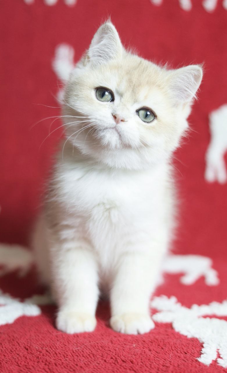 photo_2025-12-03_11-51-41-5