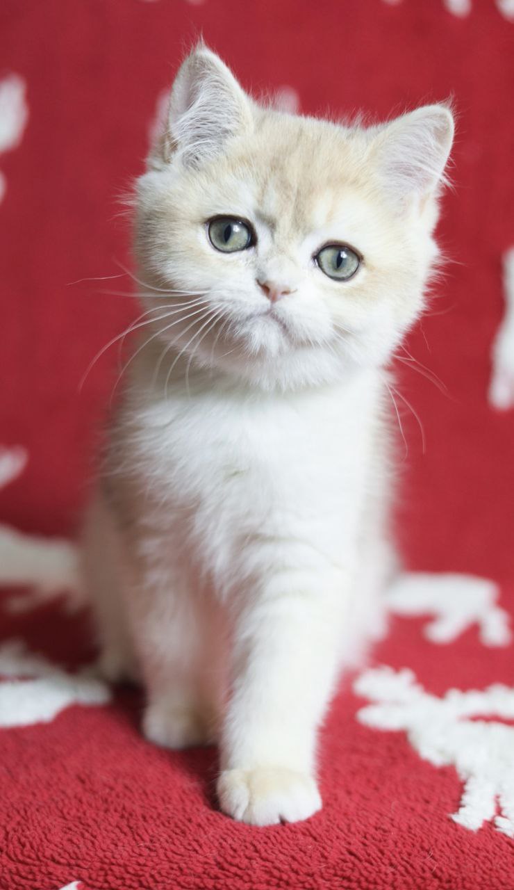 photo_2025-12-03_11-51-41-7-1