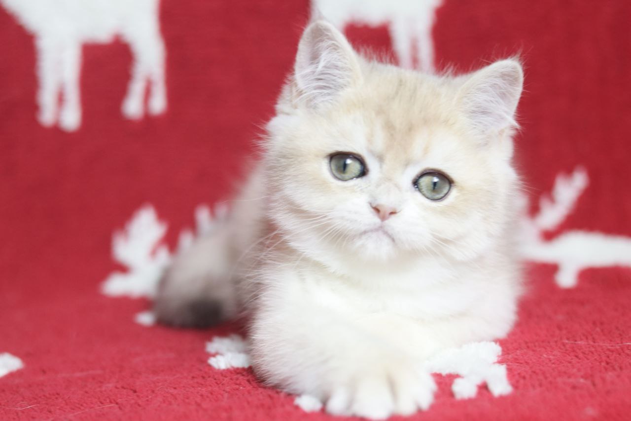 photo_2025-12-03_11-51-42-2