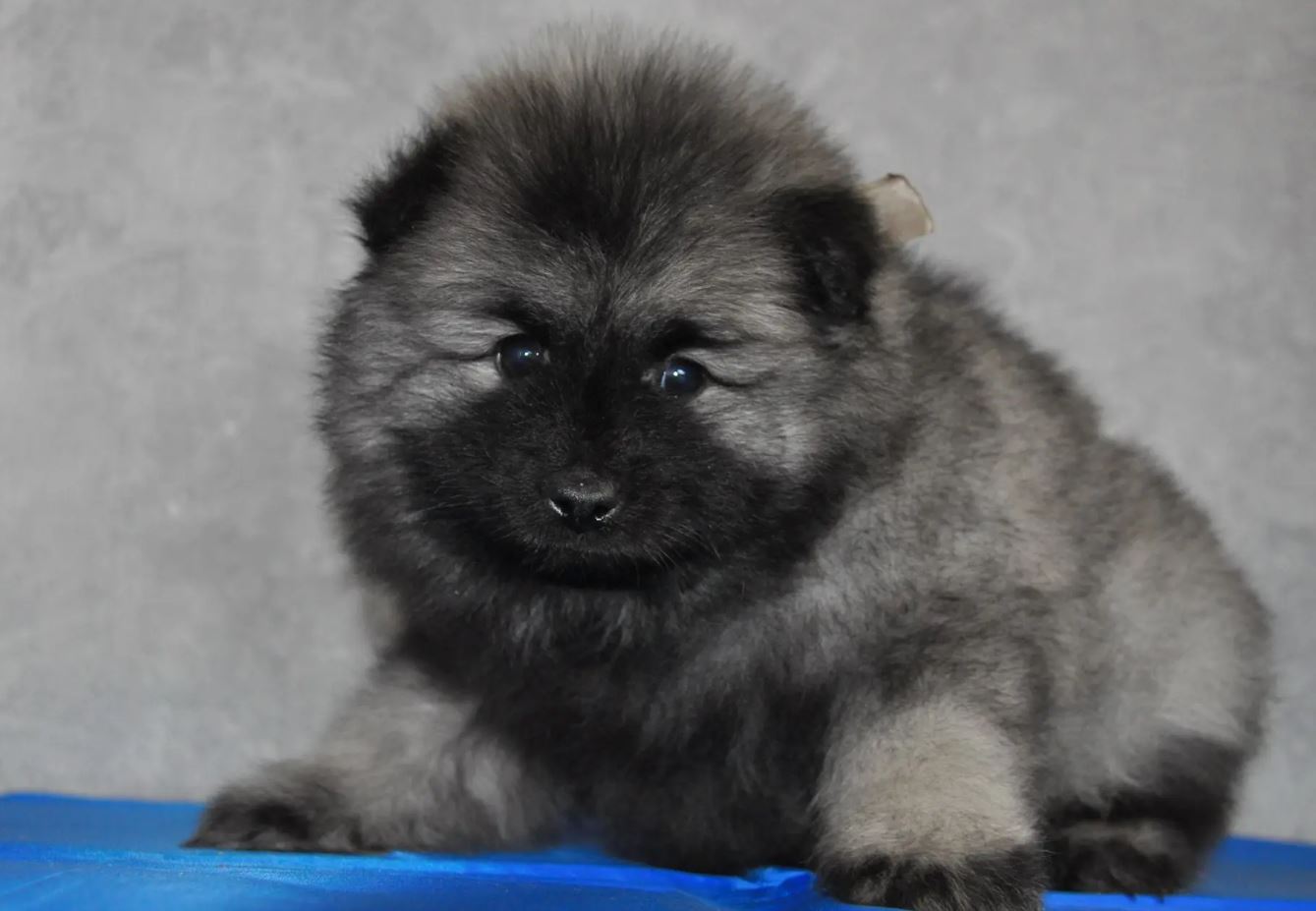 04.-Стиви-беж