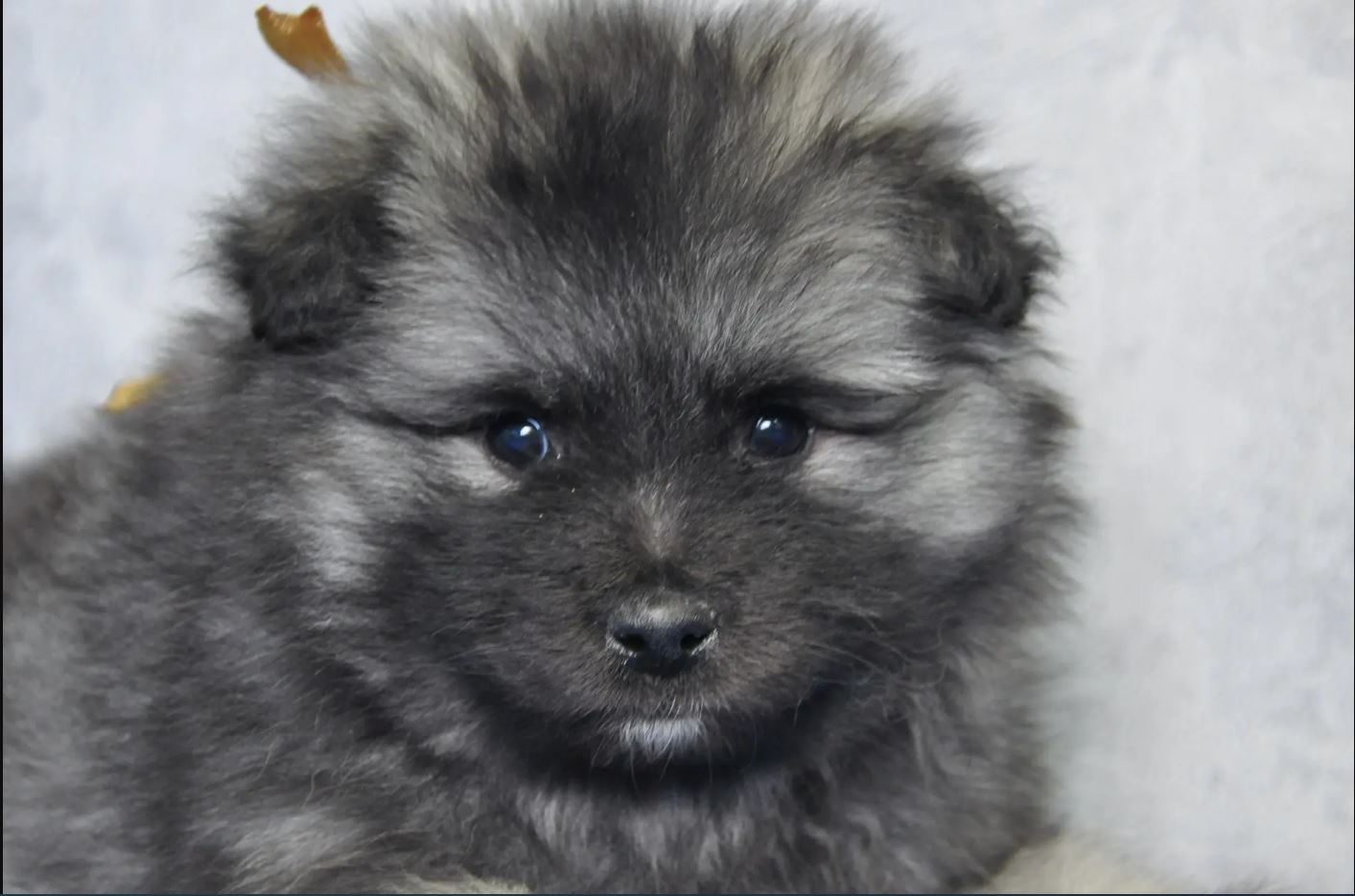 07.-Сенпай-горчичн