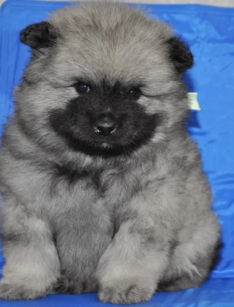 09.-Слэйер-салатн