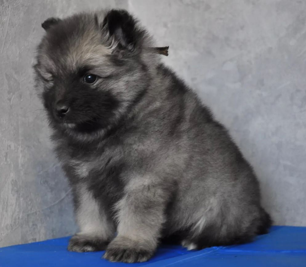 12.-Слэйд-корич