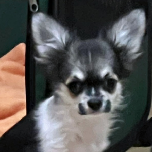 IMG_20260109_042908-1