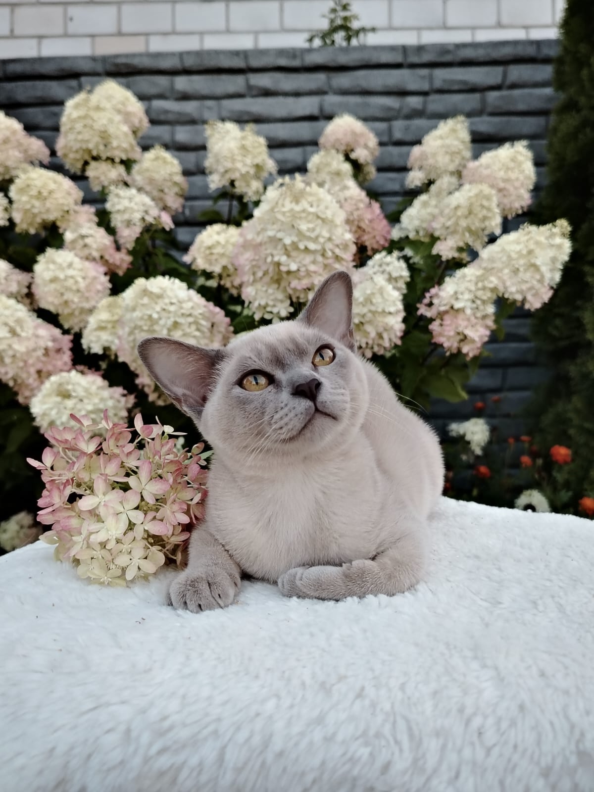 c623a600-4349-4f25-886e-9d67a09ba117