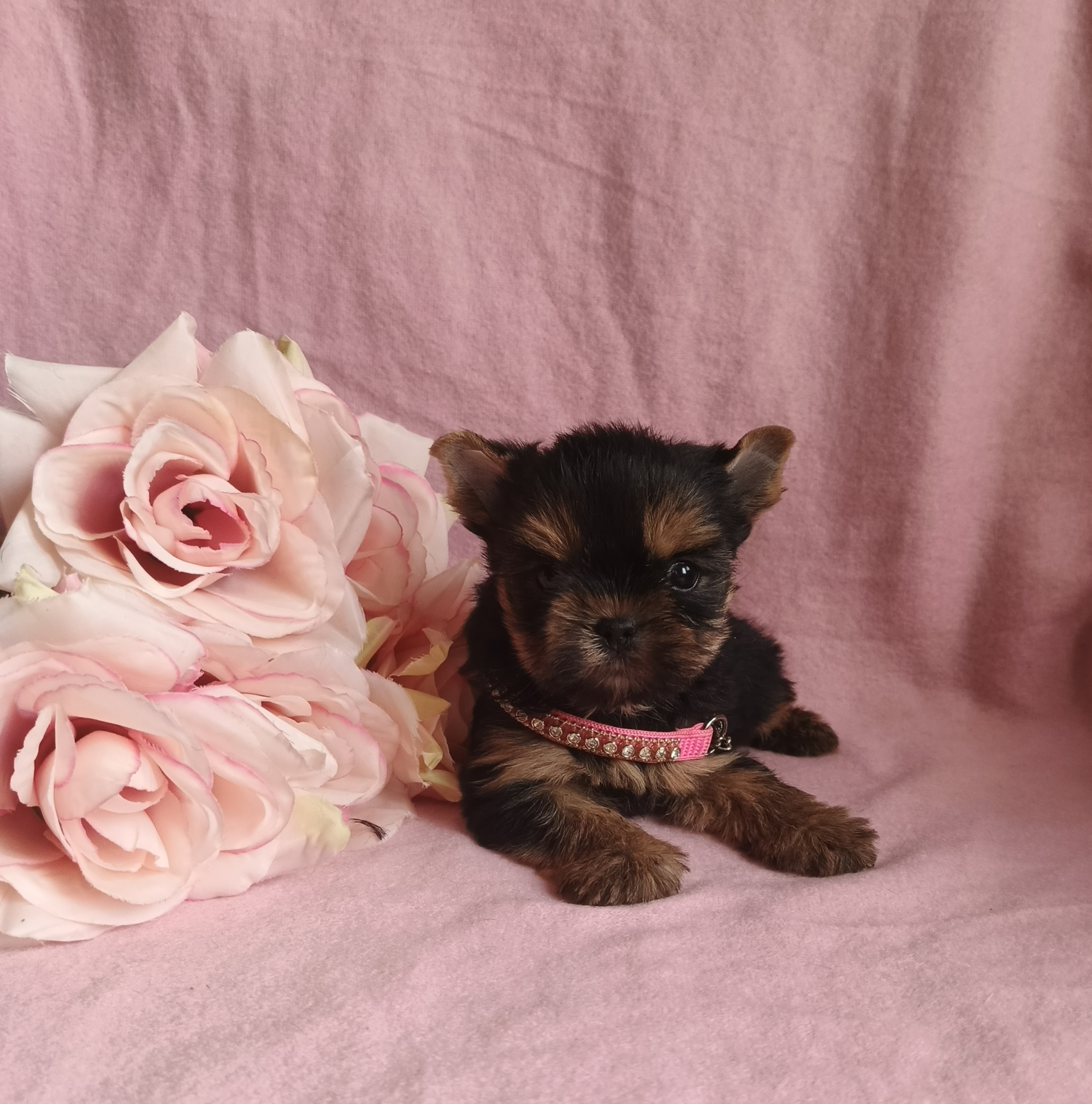 1770715700595.IMG_20260210_112949_272@528760637