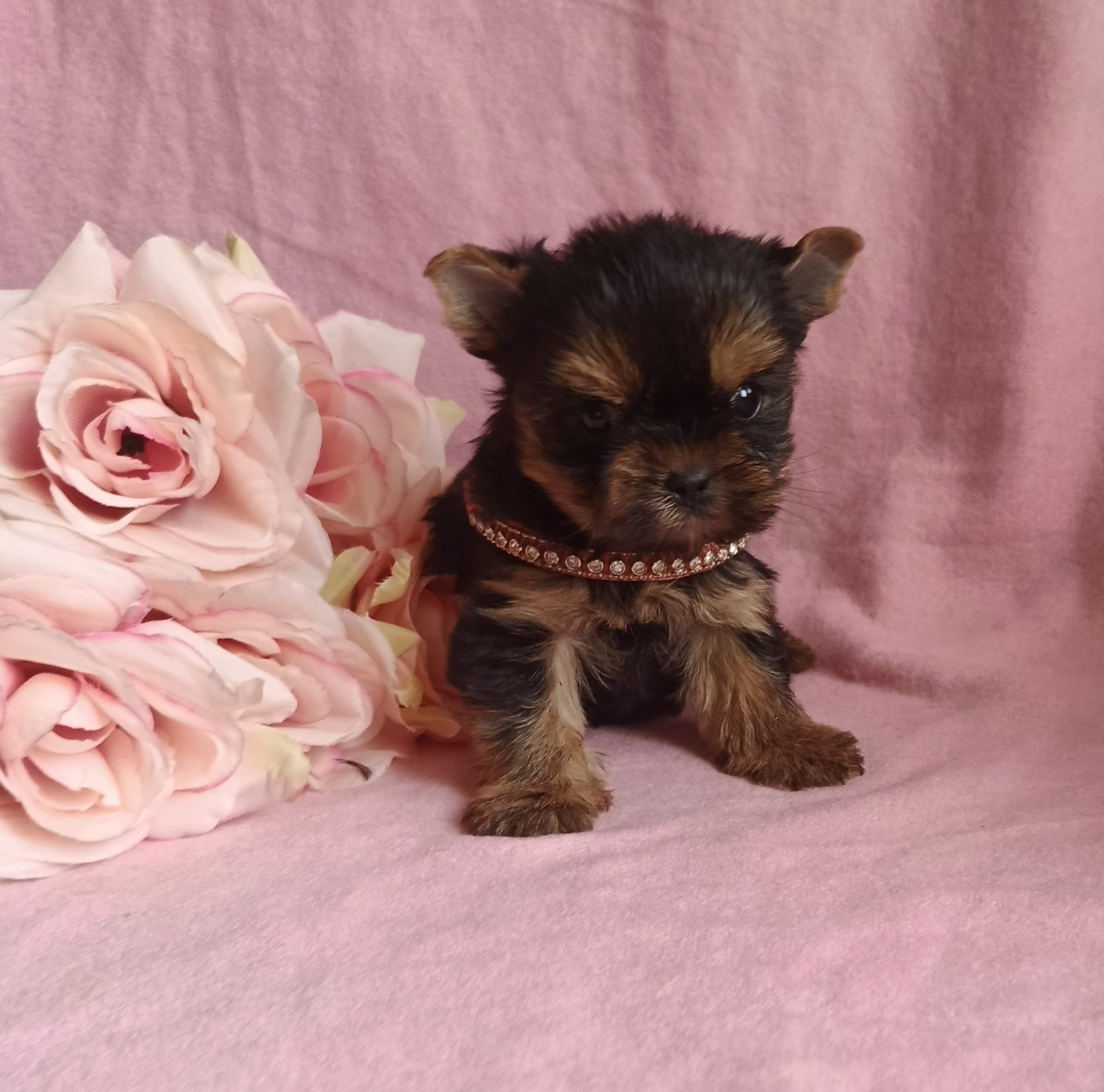 1770715725497.IMG_20260210_113009_419@1548719812