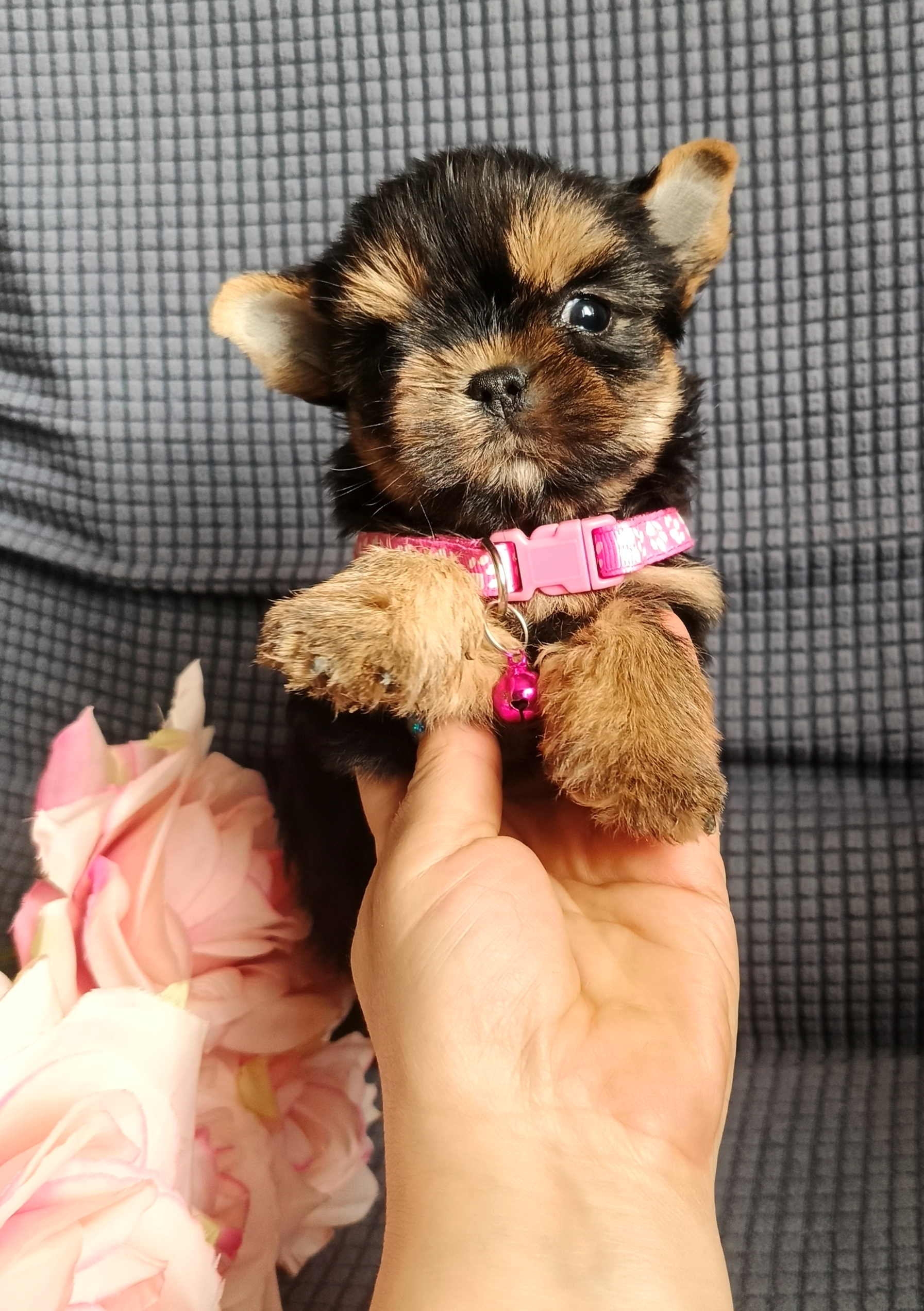 1770722027868.IMG_20260210_113356_295@-429545798