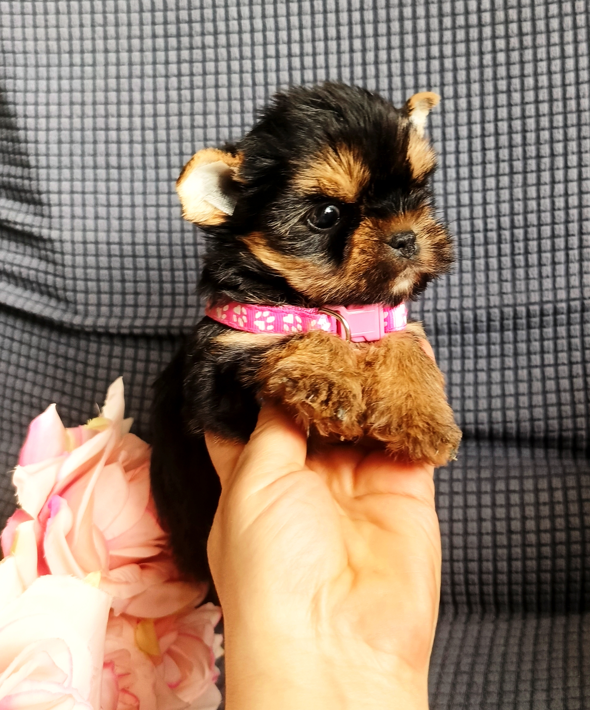 1770722045818.IMG_20260210_113358_060@-2018726655