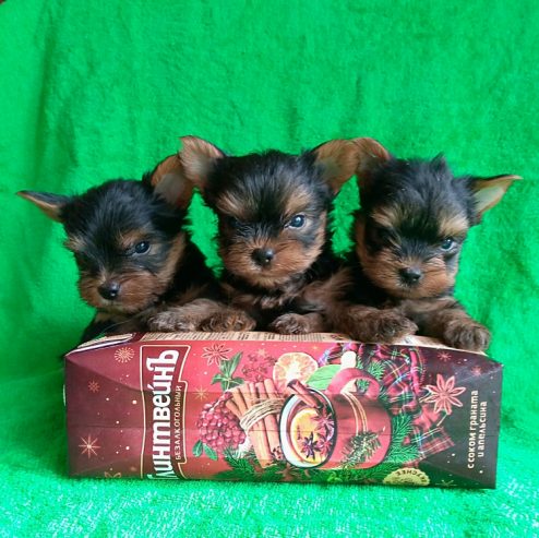 IMG-20240619-WA0014-1