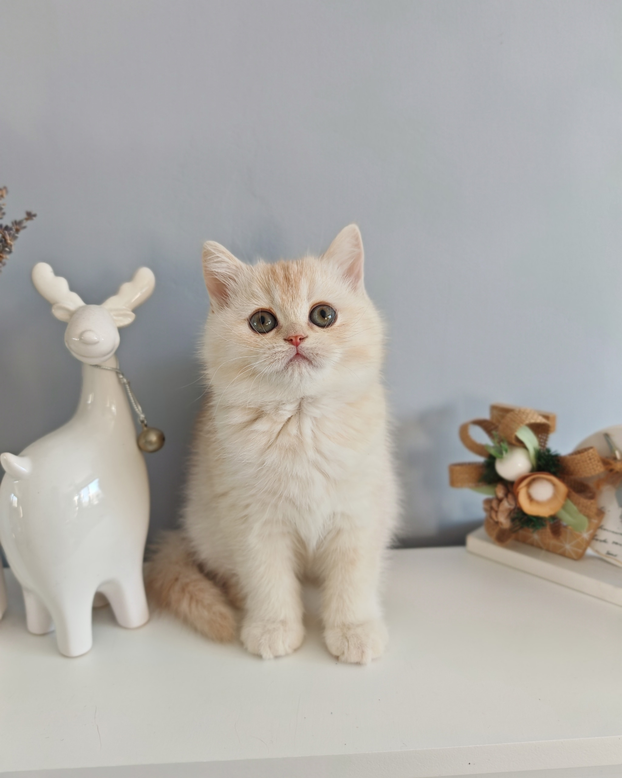 MH3GJ614geex-IwicRXPws74zG9xnhAxcvbHVCVg8eQQKimu4CEqGOd7miYrBz7M_IDaOeO3o11ds6qsS8latggT