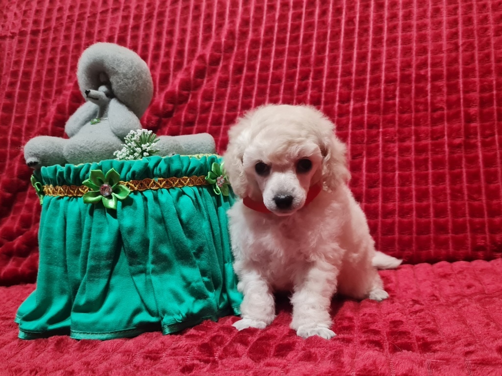 -с-зеленой-коробочкой-1