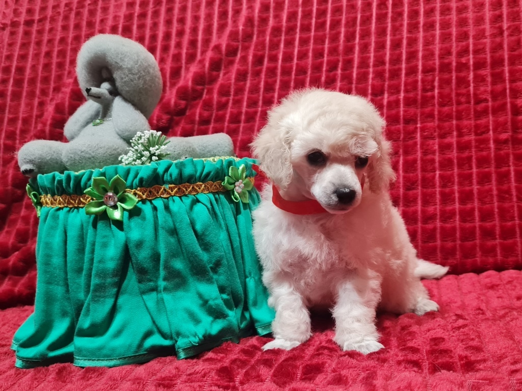 -с-зеленой-коробочкой-2