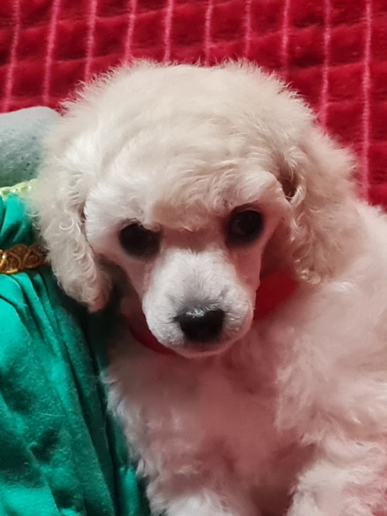 -с-зеленой-коробочкой-4