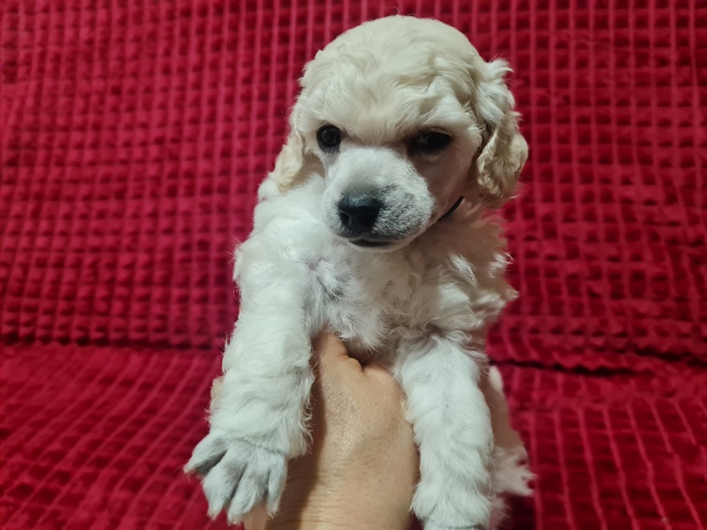 -ПОРТРЕТИК-2